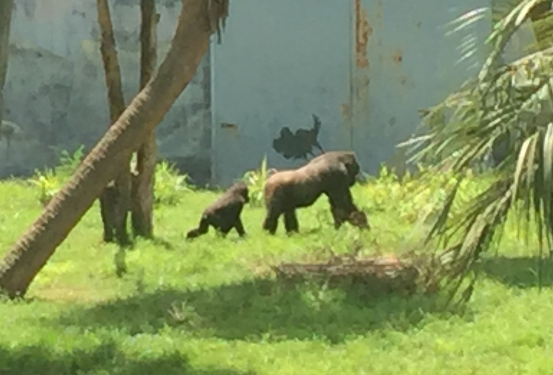Jacksonville Zoo primate exhibit overhaul begins